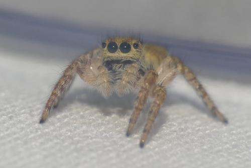 Carrhotus xanthogramma